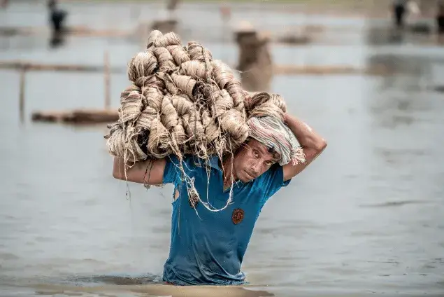 Raw Jute Fiber in hydraulic pressed bales – Indian natural golden jute