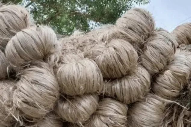 Raw Jute Fiber in hydraulic pressed bales – Indian natural golden jute
